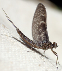 Callibaetis ferrugineus hageni