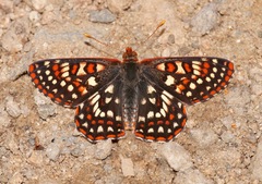 Euphydryas anicia