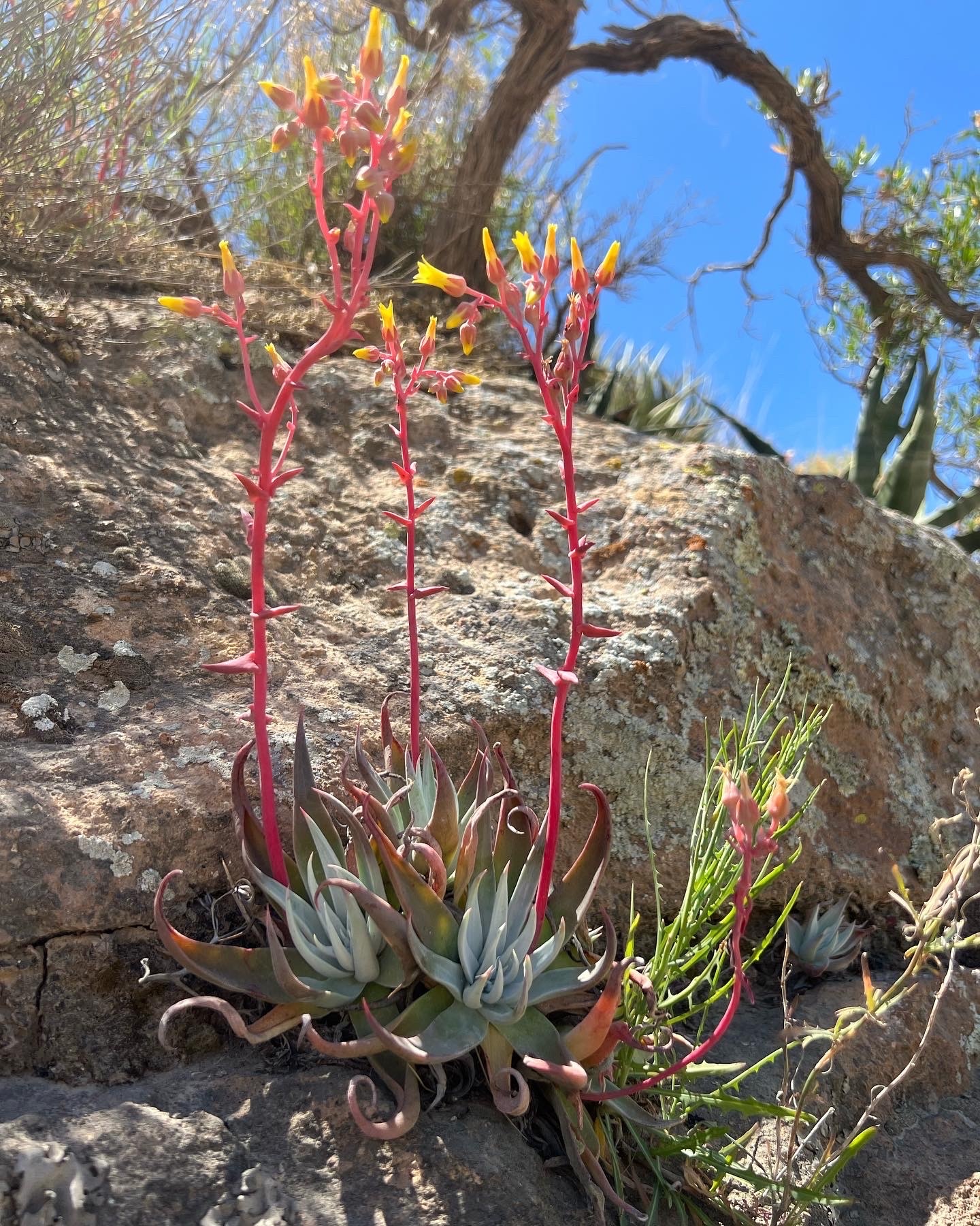 Dudleya saxosa