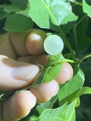 Amphibolips nubilipennis