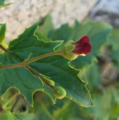 Scrophularia desertorum
