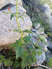 Scrophularia desertorum