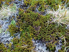 Dracophyllum muscoides