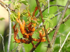 Phragmidium rosae-multiflorae
