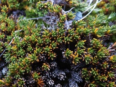 Dracophyllum muscoides