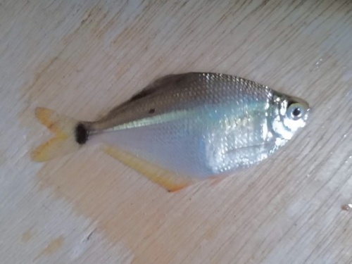 Silver tetra (Tetragonopterus chalceus) — Characidae