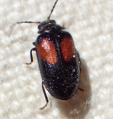 Herthania concinna