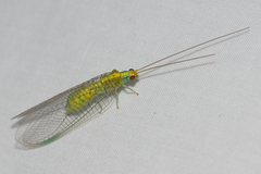 Italochrysa insignis