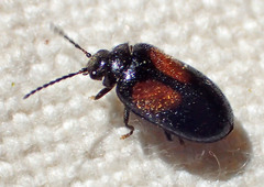 Herthania concinna