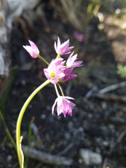 Allium bisceptrum