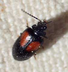 Herthania concinna
