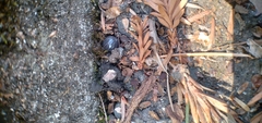 Armadillidium vulgare