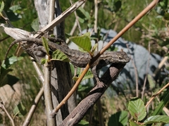 Sceloporus occidentalis