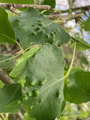 Taphrina populi-salicis