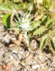 Eriastrum virgatum