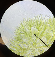 Chaetophoropsis elegans