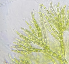 Chaetophoropsis elegans