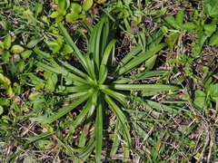 Lilium longiflorum scabrum