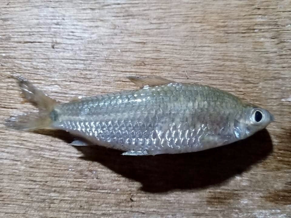 Guenthers zilverkarper (Steindachnerina guentheri) — Curimatidae