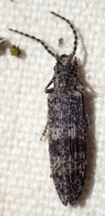 Priacma serrata