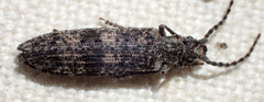Priacma serrata