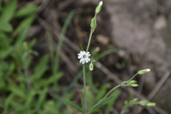 Silene aprica