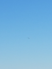 Falco sparverius