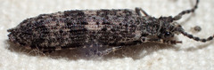 Priacma serrata