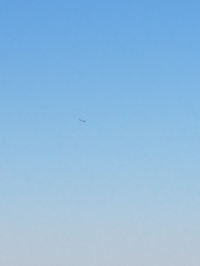 Falco sparverius