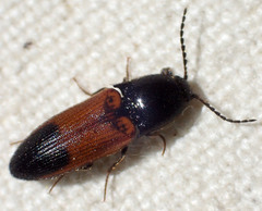 Ampedus varipilis