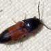 Castle Click Beetle - Photo (c) K Schneider, some rights reserved (CC BY-NC), uploaded by K Schneider