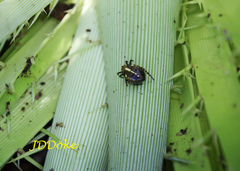 Alpaida quadrilorata