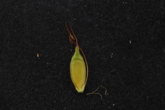 Rhynchospora inexpansa