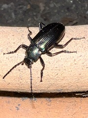 Tarpela micans