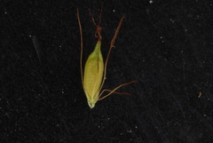 Rhynchospora inexpansa