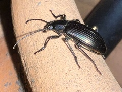 Tarpela micans