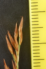 Rhynchospora inexpansa