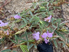 Aphyllodium biarticulatum