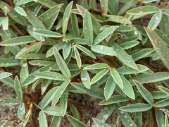 Aphyllodium biarticulatum