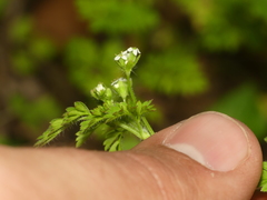 Chaerophyllum procumbens shortii