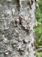 Camponotus decipiens