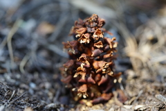 Kopsiopsis strobilacea