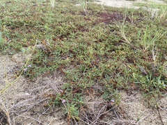 Aphyllodium biarticulatum