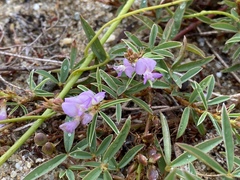 Aphyllodium biarticulatum