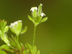 Chaerophyllum procumbens shortii
