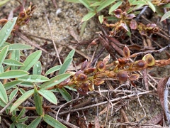 Aphyllodium biarticulatum
