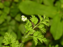 Chaerophyllum procumbens shortii