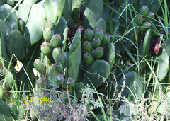 Opuntia rioplatense
