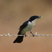 Paperbark Flycatcher - Photo (c) Paula Boer, some rights reserved (CC BY-NC), uploaded by Paula Boer