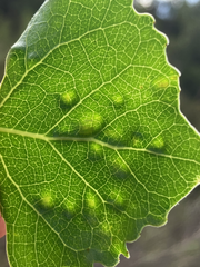 Taphrina populi-salicis